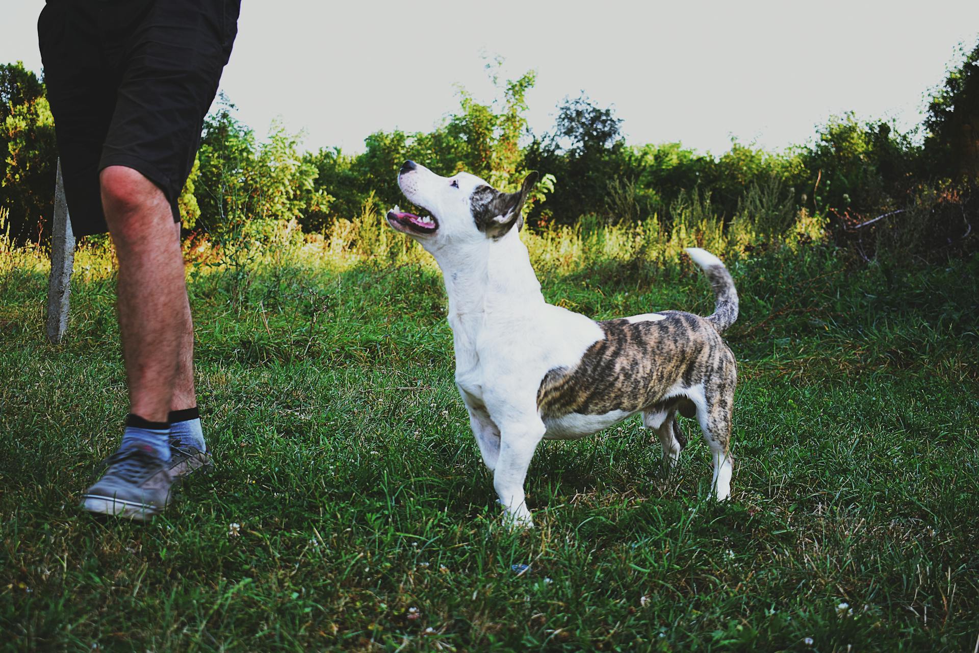 Man Beside White and Brindle Dog on Grass Field Under Gray Sky