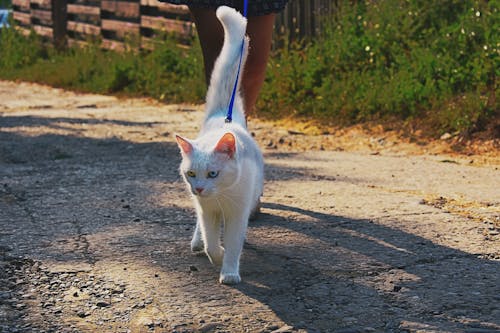 Short-fur White Cat Walking With Person on Road