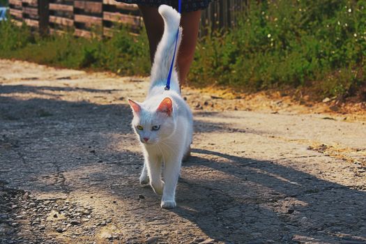 一只拴着皮带的黑猫和一个人走在阳光明媚的石板人行道上