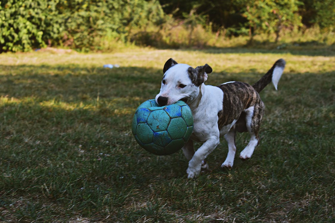 Free Brindle and White American Pit Bull Terrier Puppy Walking Outdoor Holding Green Ball Stock Photo
