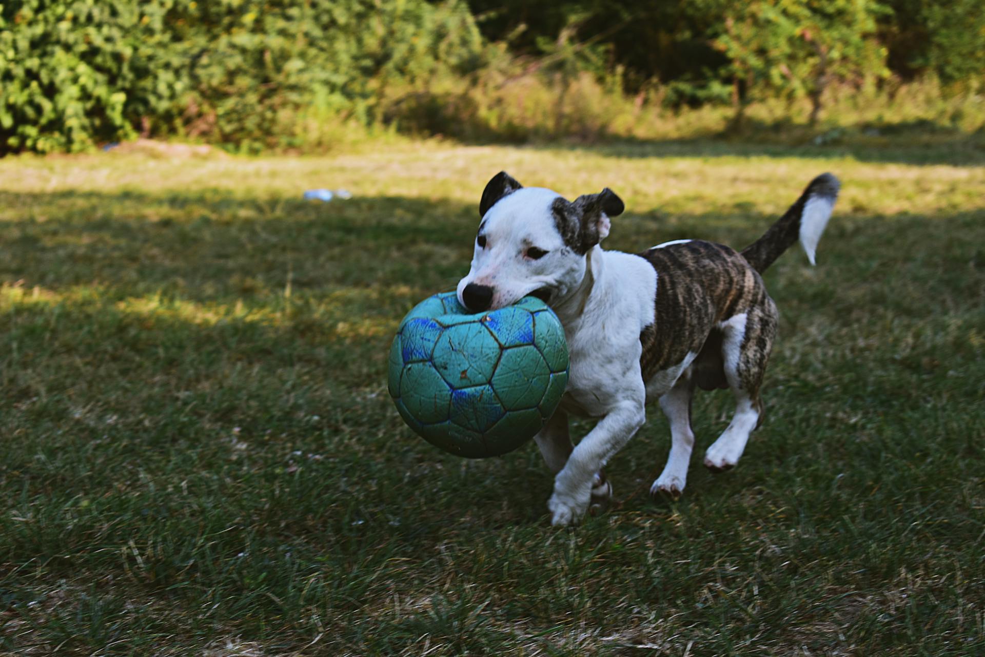 Brindle and White American Pit Bull Terrier Puppy Walking Outdoor Holding Green Ball