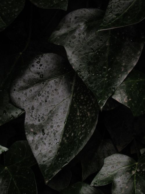 Free Close-up view of wet ivy leaves with raindrops, capturing botanical textures. Stock Photo