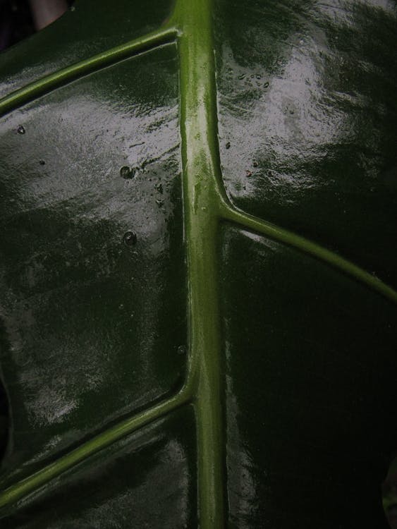 Close-Up Shot of a Green Leaf