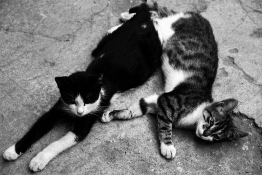 Two cats relaxing on a concrete floor, captured in black and white.