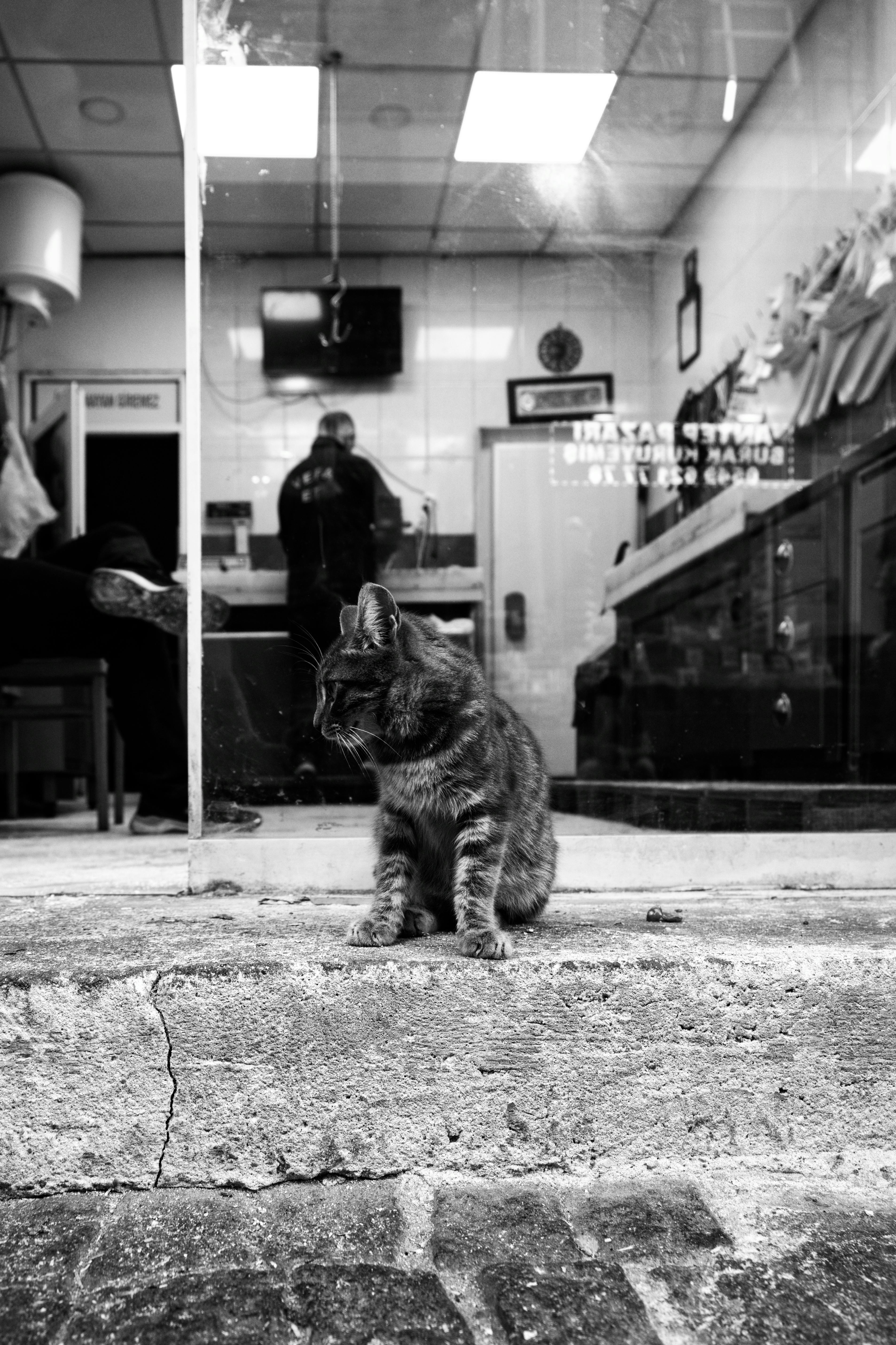 monochrome photo of a stray cat