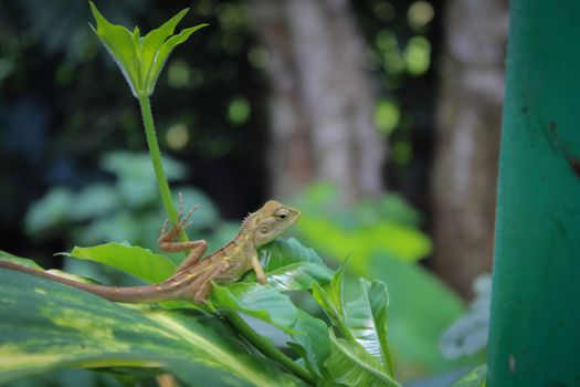 gecko photo