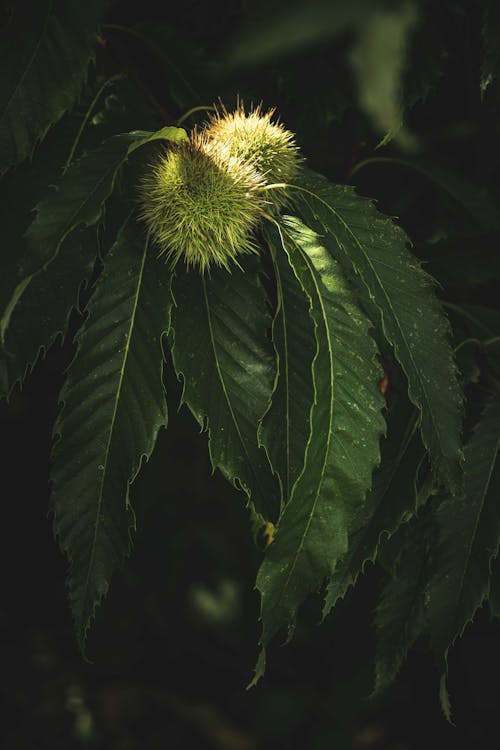 Plant With Green Leaves