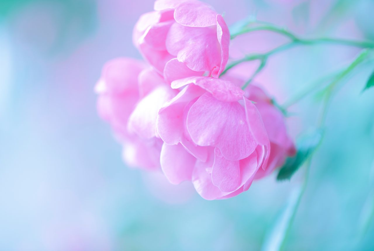 soft focus close up of pink blossoms with a pastel dreamy background p