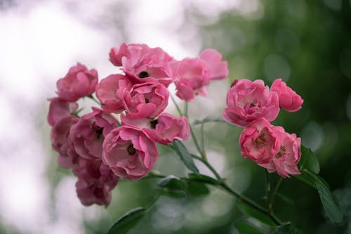 植物群, 特寫, 玫瑰 的 免費圖庫相片