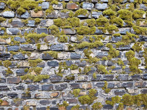 Green Moss on Gray Brick Wall