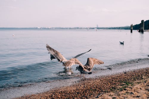 Two Gulls on Shore