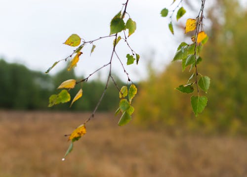 Free stock photo of autumn, autumn foliage, autumn leaves