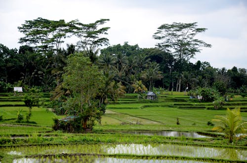 Green and peaceful rice field terace in Bali