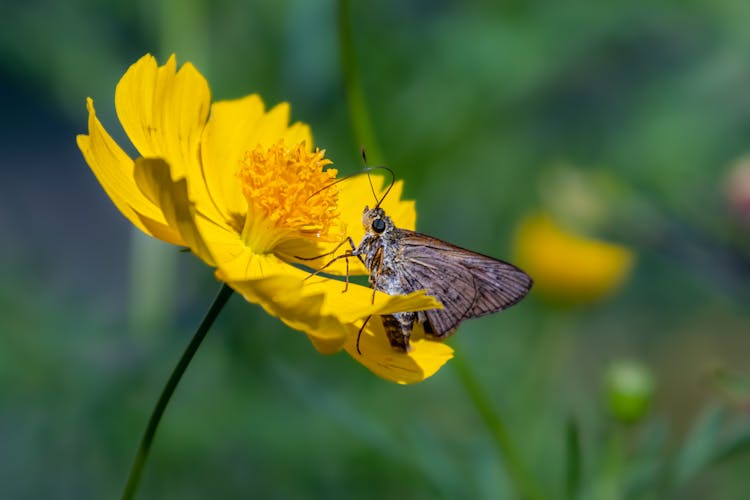 Small Branded Swift Perched On Yellow Flower