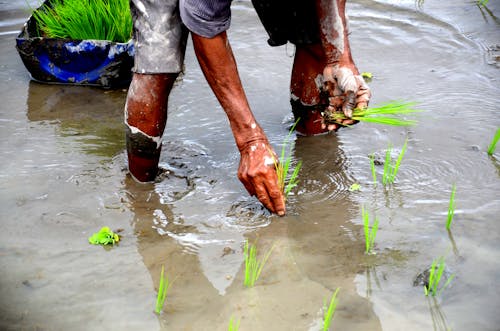 Farmer Planting on Paddy Field