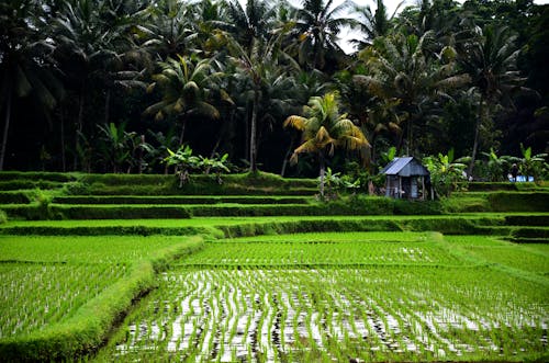 bezplatná Základová fotografie zdarma na téma farma, hřiště, kokosové palmy Základová fotografie