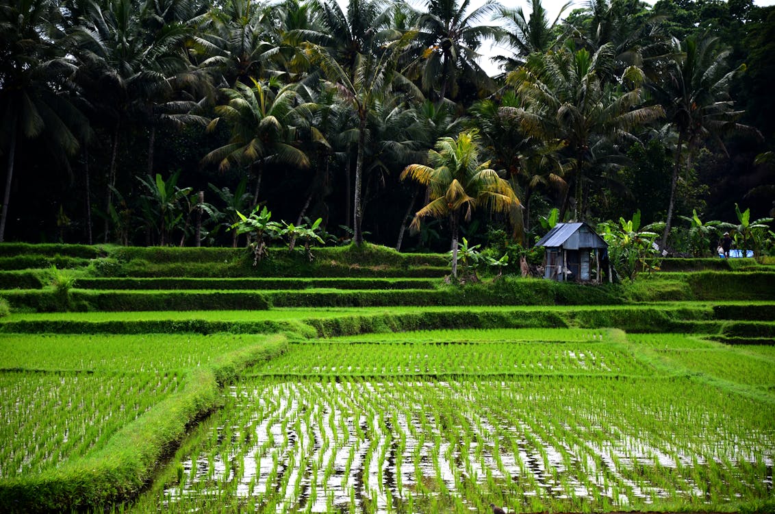 Základová fotografie zdarma na téma farma, hřiště, kokosové palmy