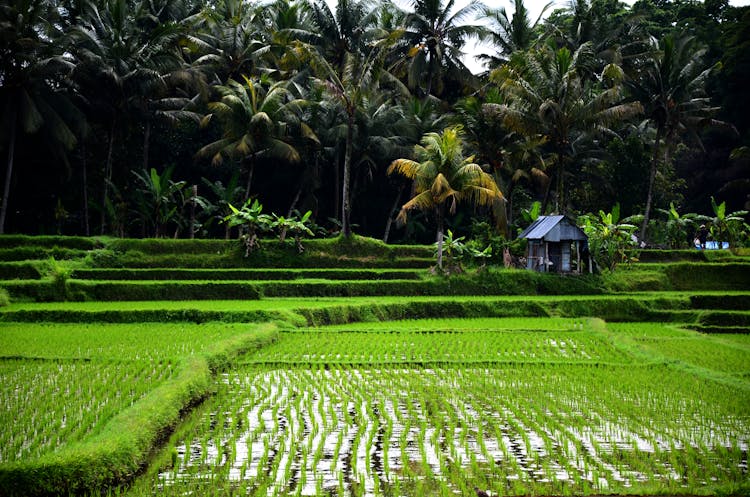 Green Plants On Farmland