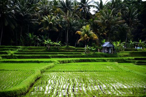 Free Scenic rice terraces with coconut palms, showcasing rural agriculture. Stock Photo