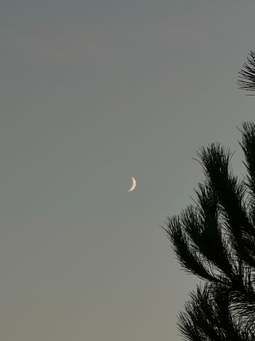 Free Silhouette of a pine tree against a crescent moon in the evening sky. Stock Photo