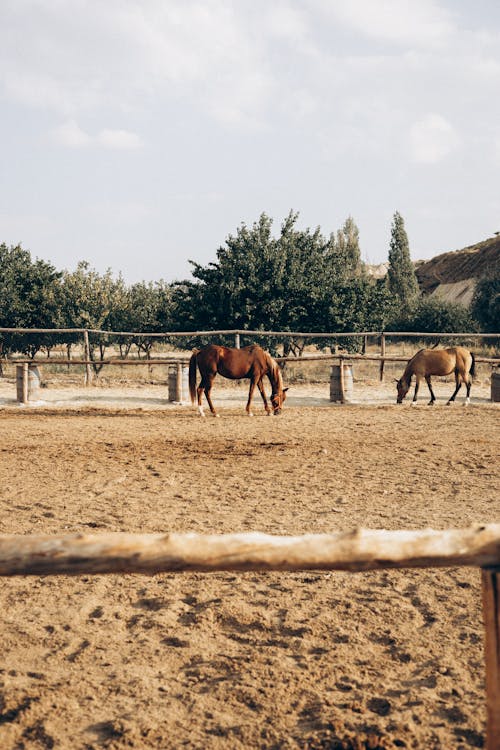 Immagine gratuita di animale, cavalli, criniera