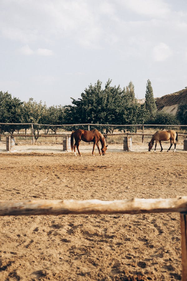 Horses on Brown Field