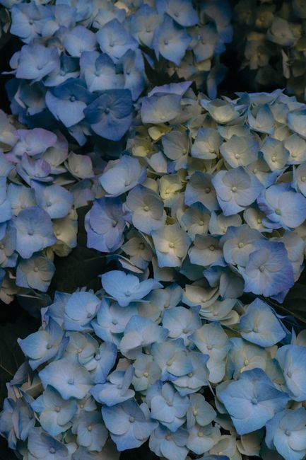 A vibrant close-up of blue hydrangea flowers in full bloom, captured in a garden in Paris.