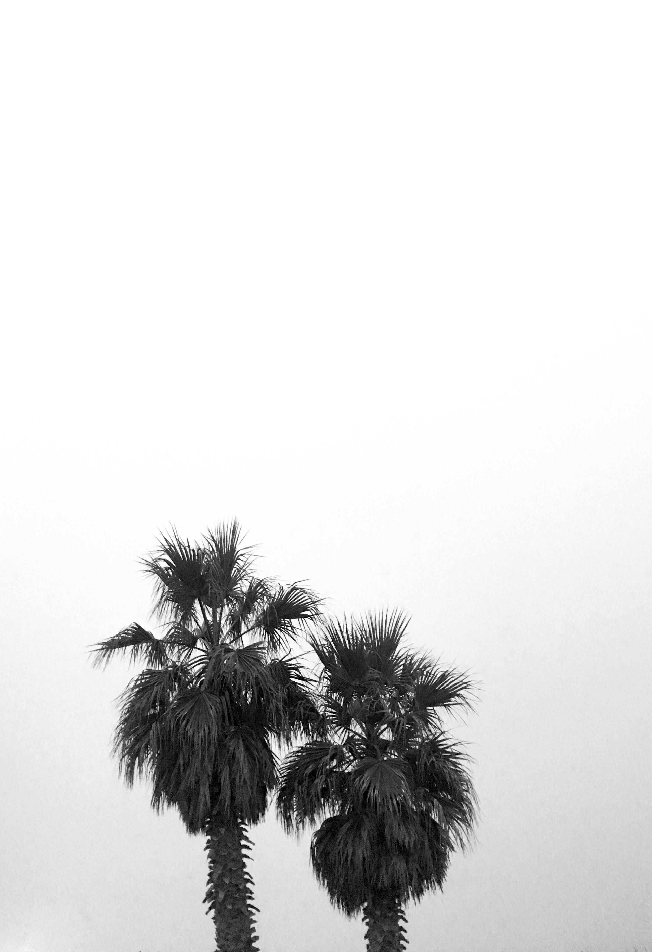 Free stock photo of palm, palm tree, palm trees