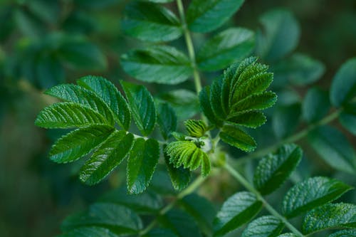 Close-Up Photo of Green Leaves