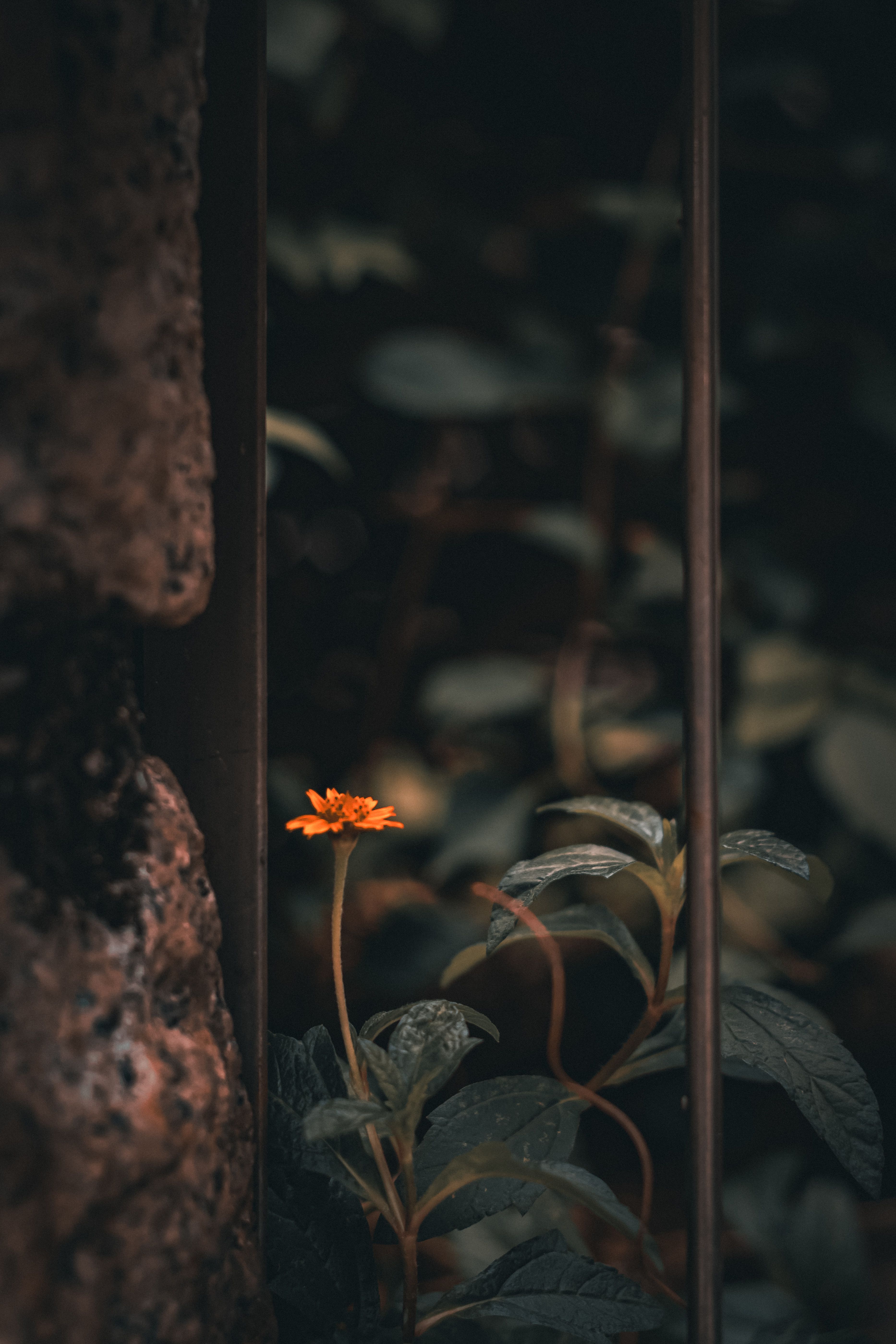 Foto de stock gratuita sobre al aire libre, ambiente, artístico ...
