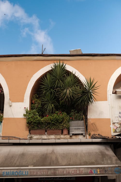 Palm in an Arch in Antique Building 