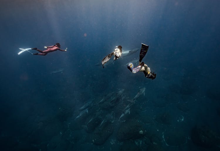 Scuba Divers Swimming With Dolphins