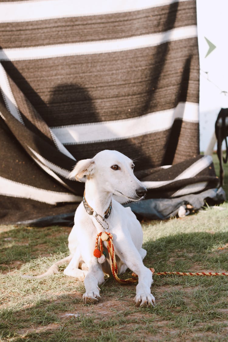 Dog On Grass