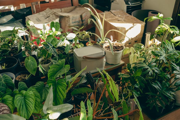 A Group Of Green Plants Potted