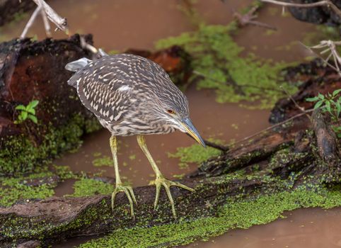 Bird Perched on a Wood