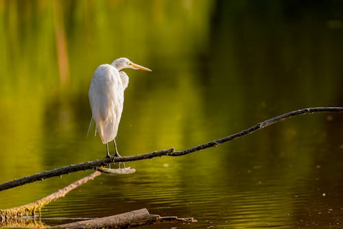 Безкоштовне стокове фото на тему «біла чапля, водоплавна птиця, впритул»
