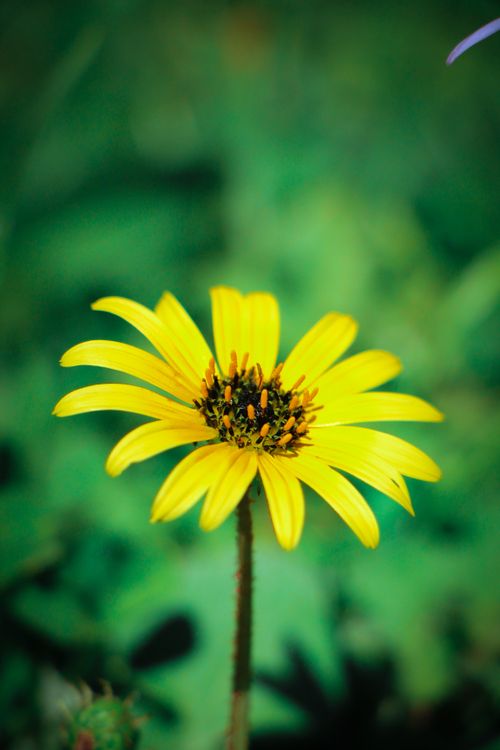 Free Beautiful close-up of a vibrant yellow daisy flower blooming outdoors. Stock Photo