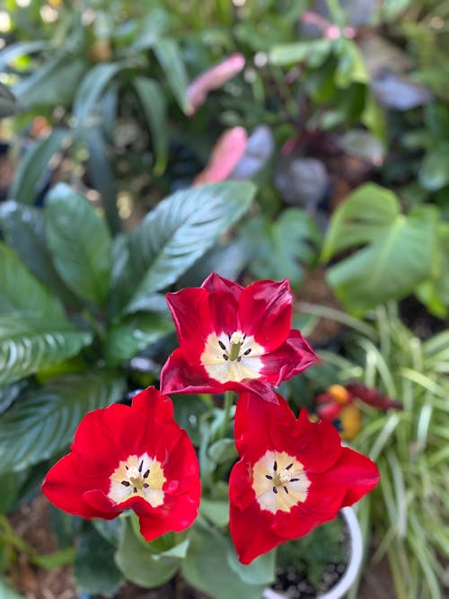 Çiçekler, doğa, kırmızı lale içeren Ücretsiz stok fotoğraf