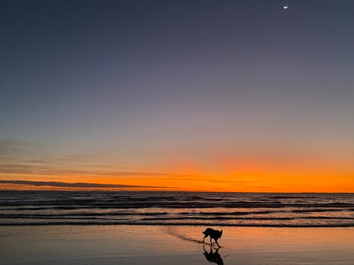 güzel gün batımı, köpek sahilde, plaj içeren Ücretsiz stok fotoğraf