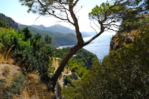 Trees by the Shore 