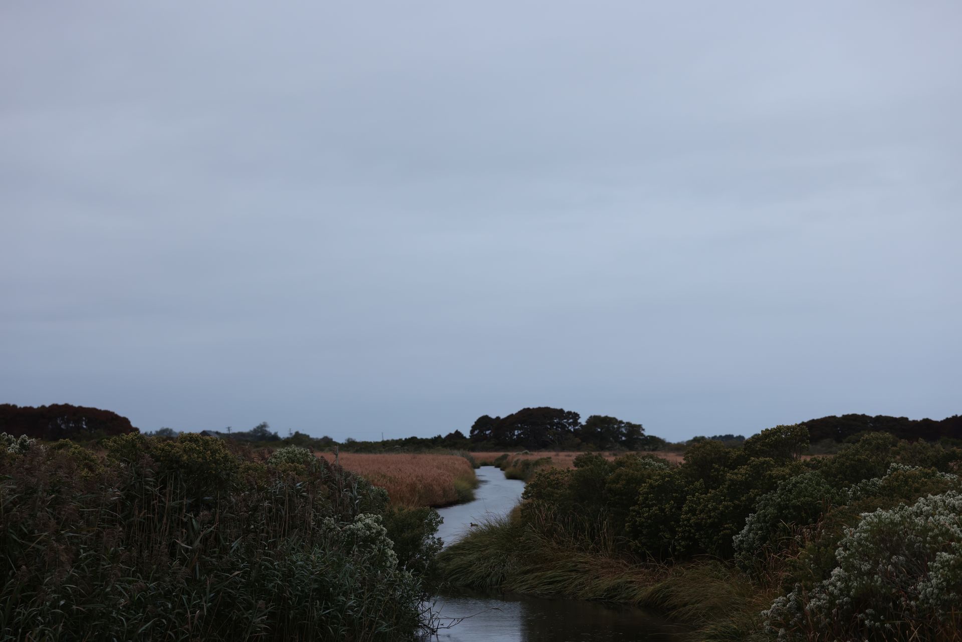 Serene view of a wetland with lush vegetation under a gray sky, perfect for nature lovers.