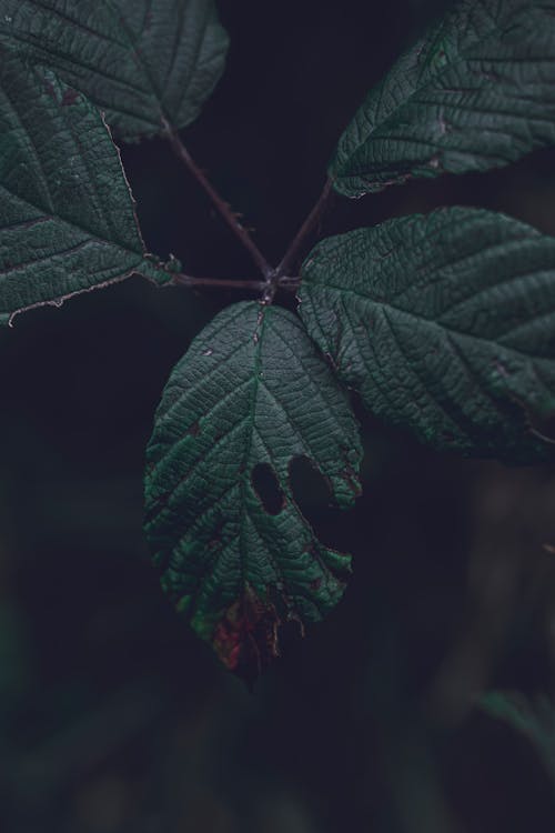 喜怒無常, 壞心情, 天性 的 免费素材图片