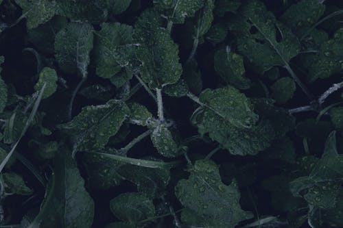 나뭇잎, 녹색, 젖은의 무료 스톡 사진