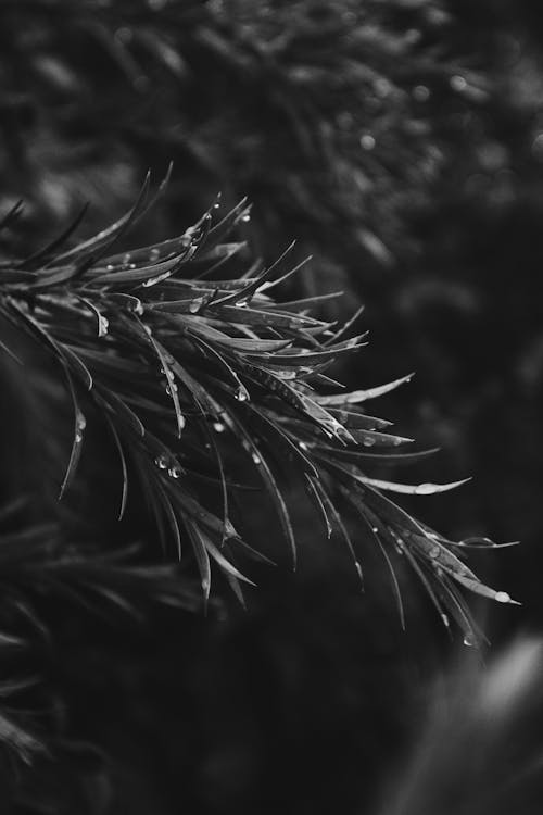 Grayscale Photo of Plant
