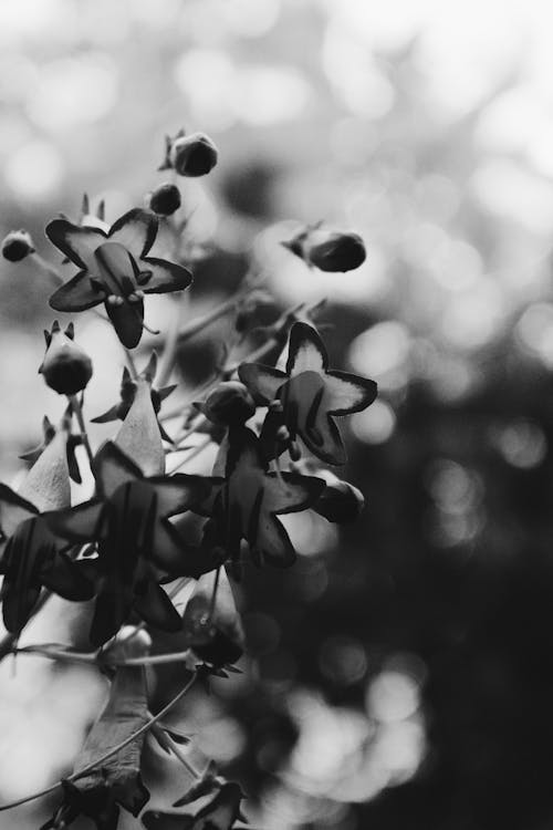 Black and White Close-up of Flowers 