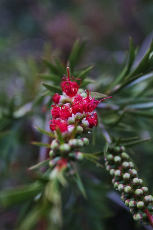 A Red Blooming Flower