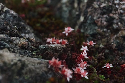 Immagine gratuita di fiore, natura