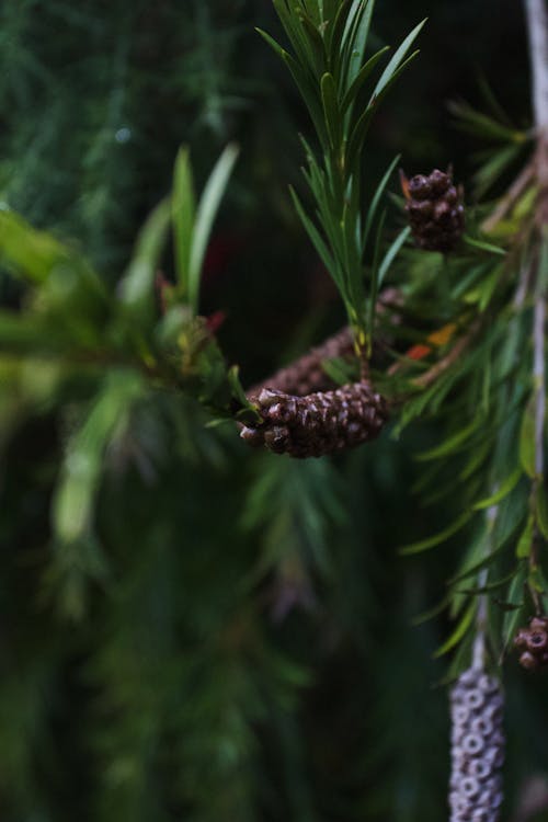 Immagine gratuita di natura, verde