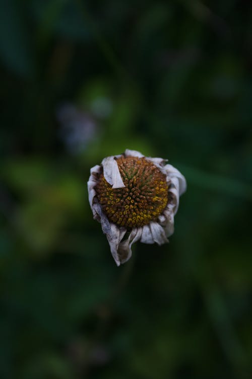 Close-Up Shot of Wilted Flower