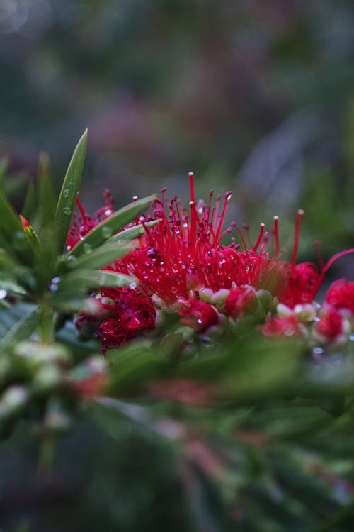 Close Up Photo of Red Flower